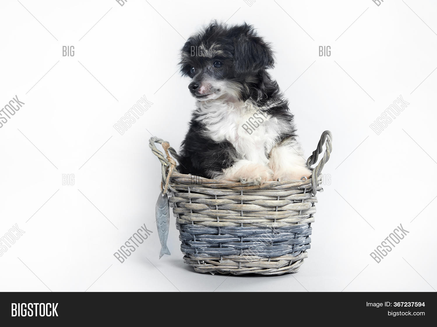 Small Darling Dog On Image & Photo (Free Trial) Bigstock