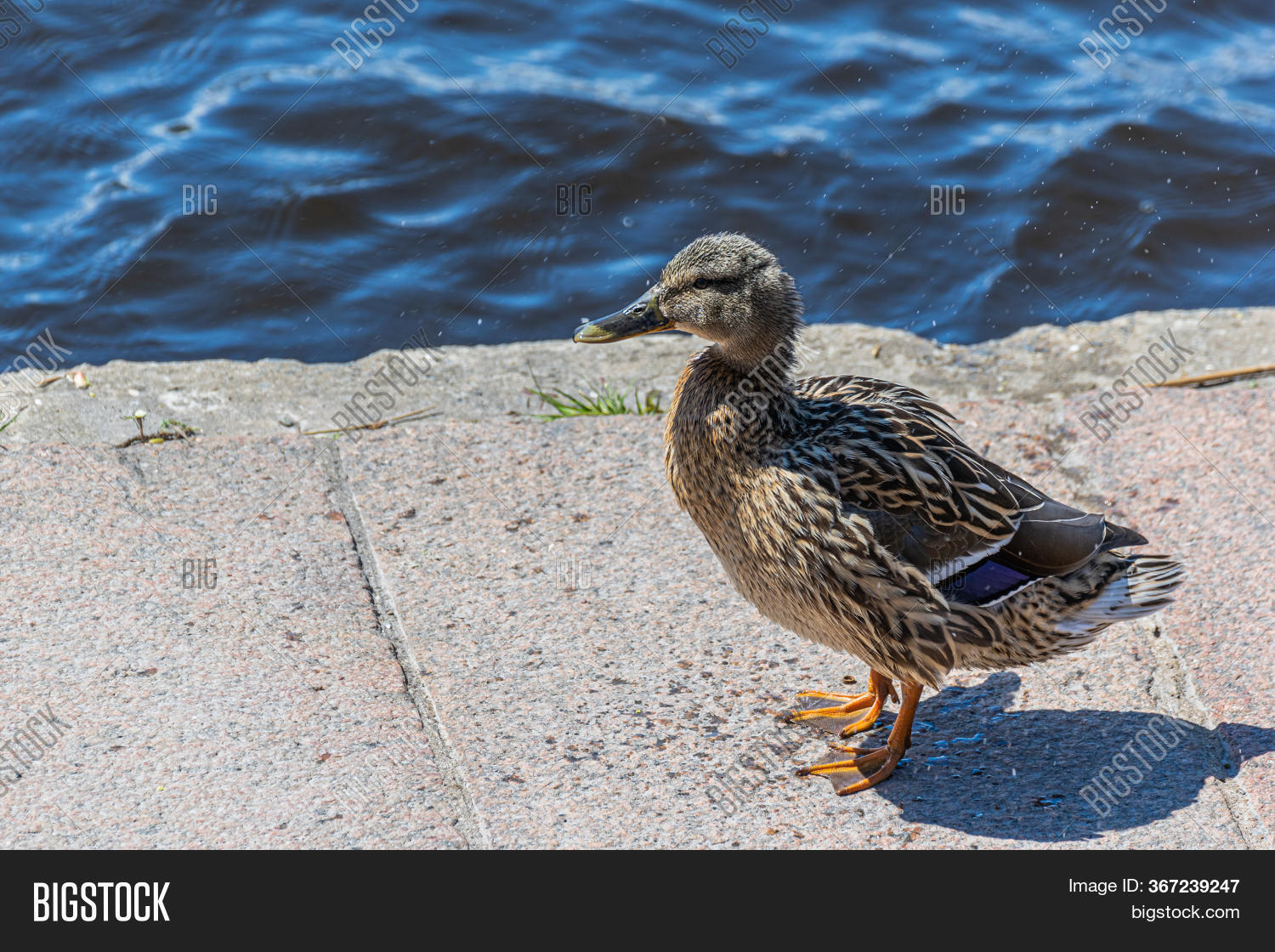 Duck Standing On Image & Photo (Free Trial) | Bigstock