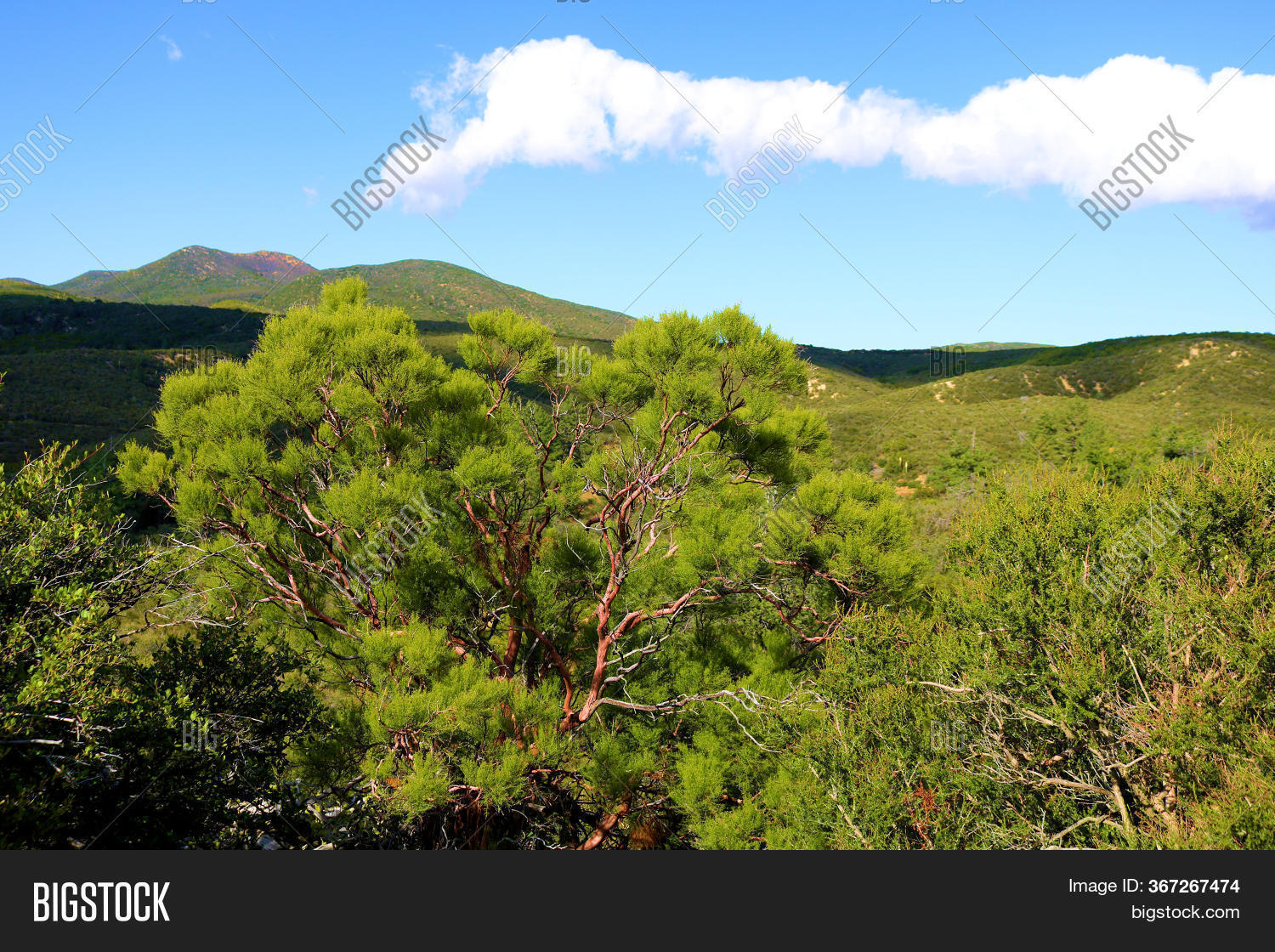 Chaparral Shrubs On Image & Photo (Free Trial) Bigstock