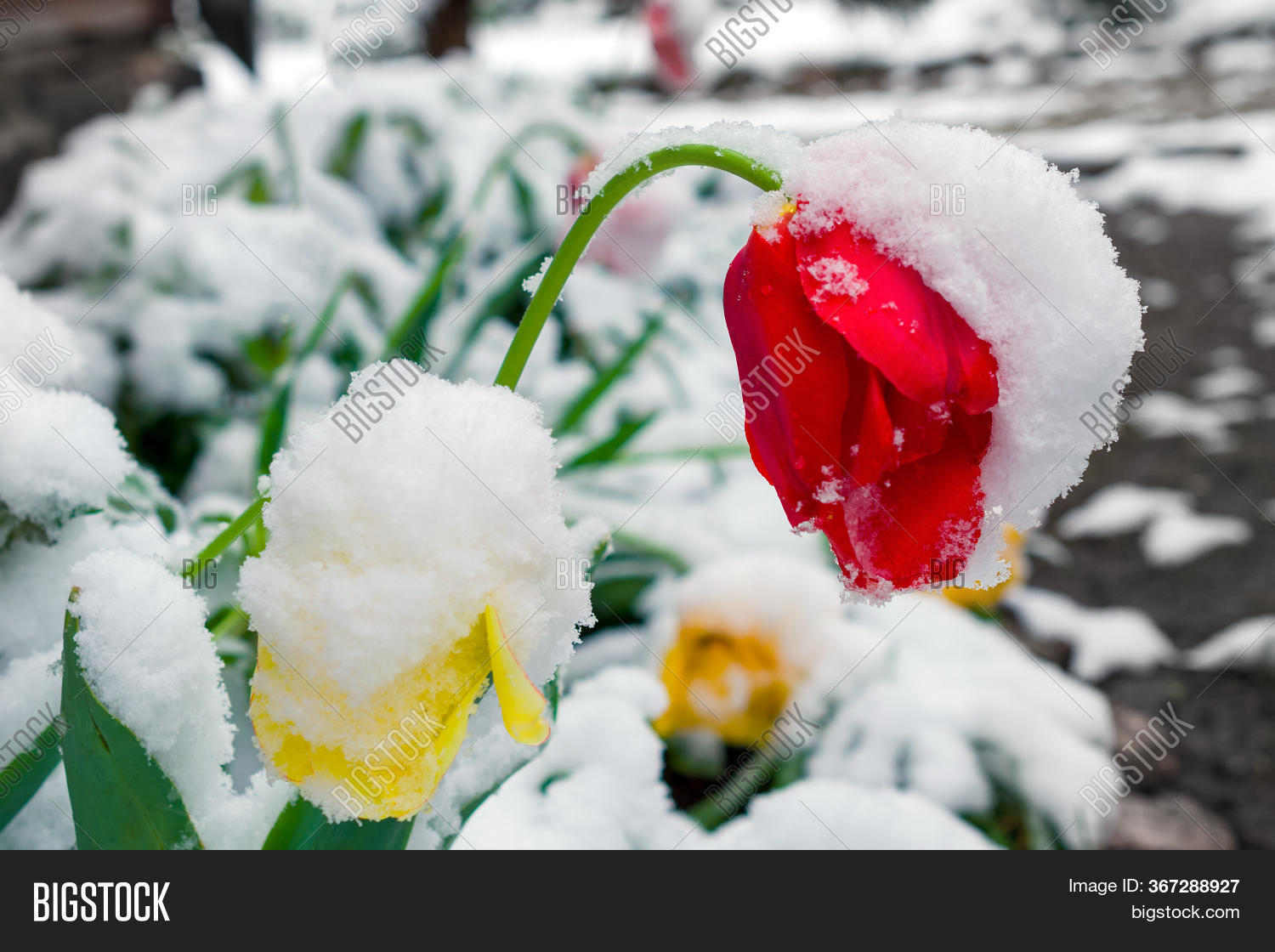 Flowers Under Snow. Image & Photo (Free Trial) Bigstock
