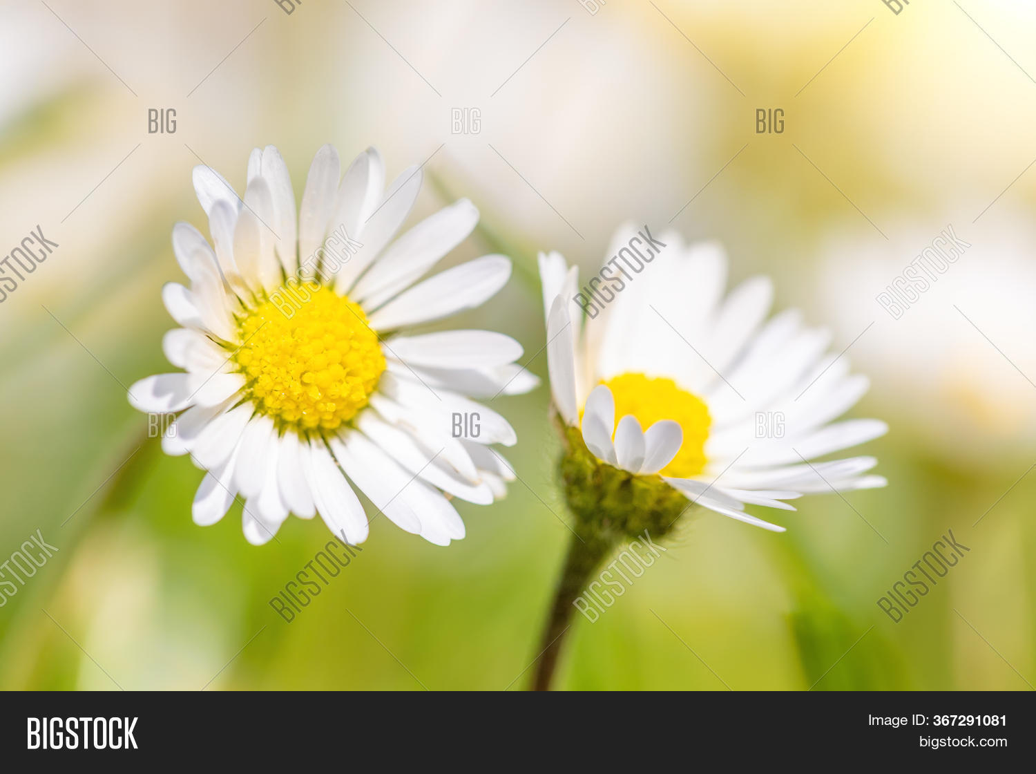 Small Daisy Flower ( Image & Photo (Free Trial) Bigstock