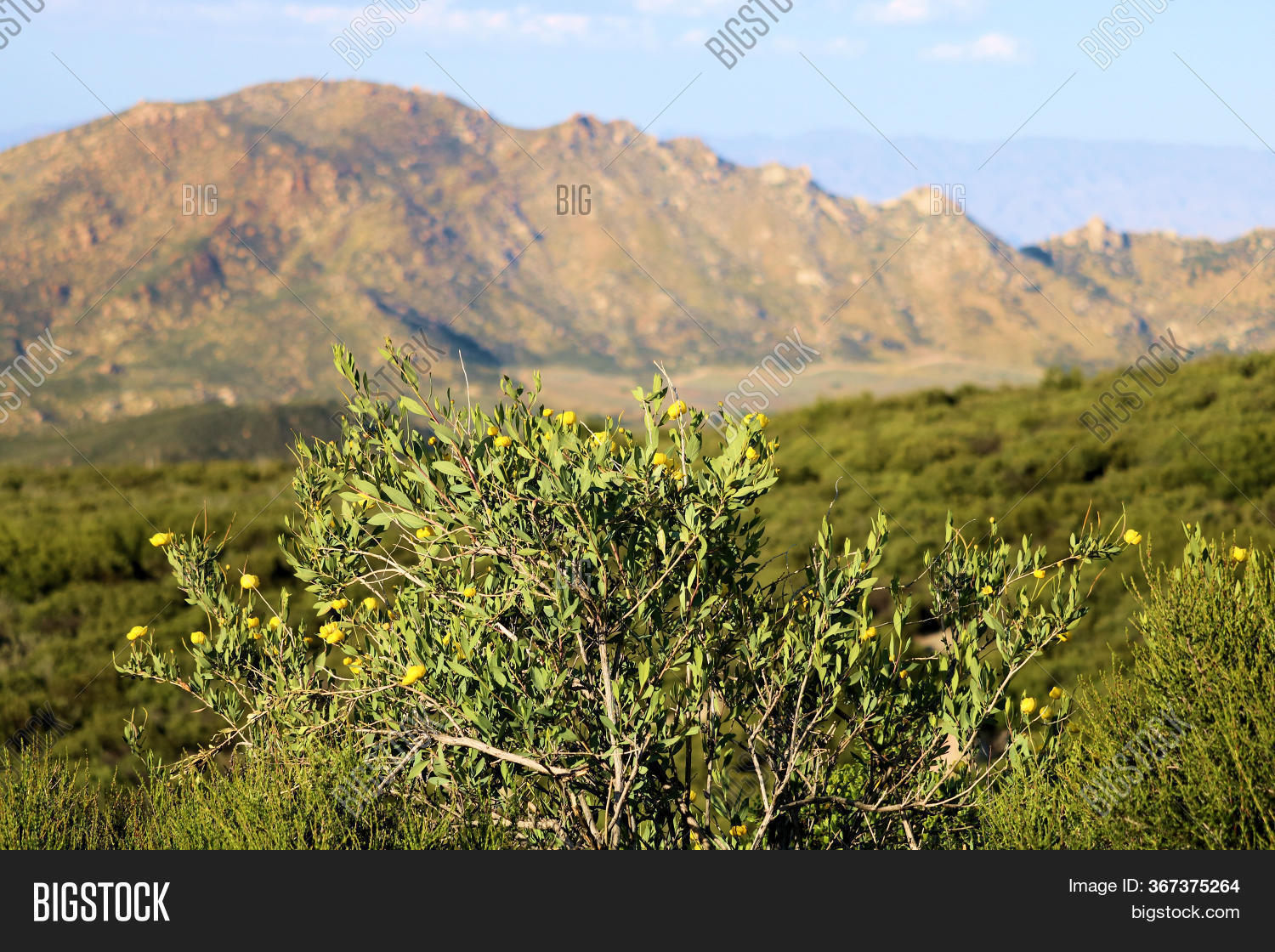 Chaparral Plants Image & Photo (Free Trial) Bigstock