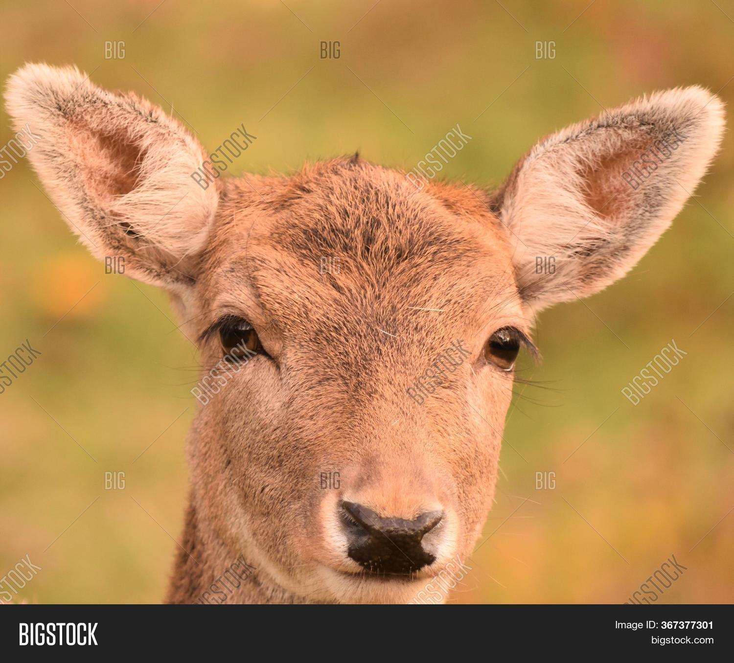 deer muzzle