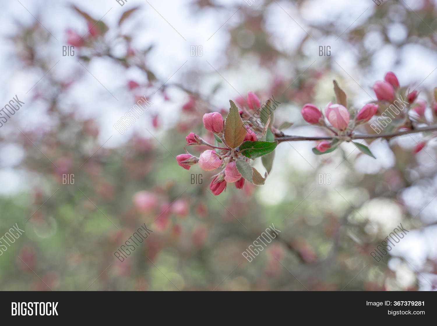Apple Tree Bloom. Image & Photo (Free Trial) Bigstock