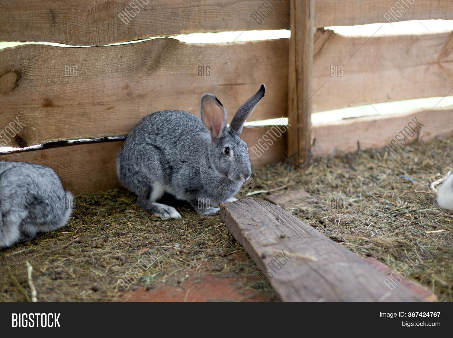 Rabbit Small Shed. Image & Photo (Free Trial) Bigstock