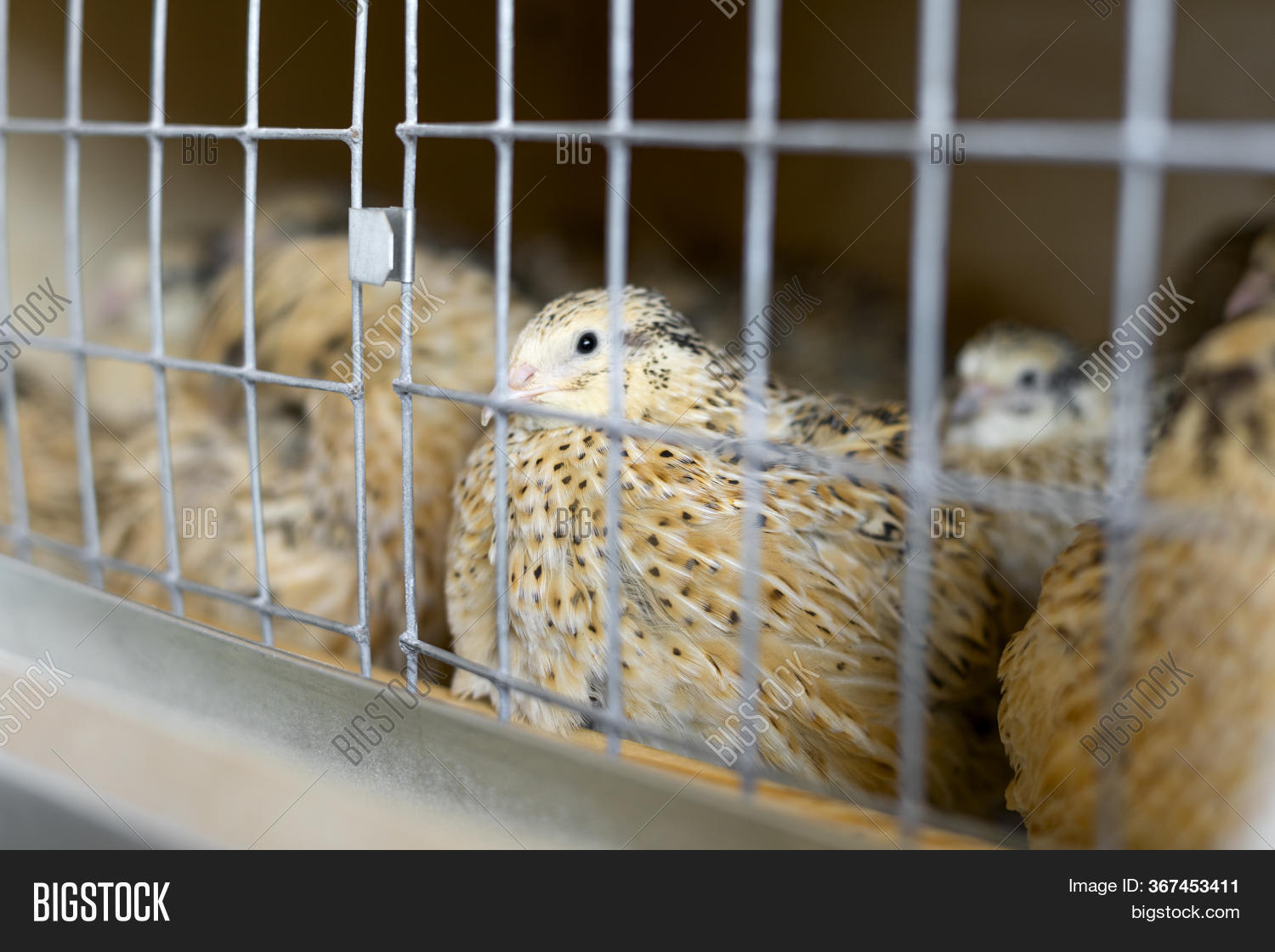 Quail Cage Close. Image & Photo (Free Trial) Bigstock