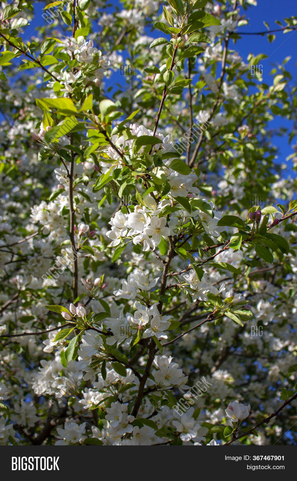 Apple Tree Bloom. Image & Photo (Free Trial) Bigstock