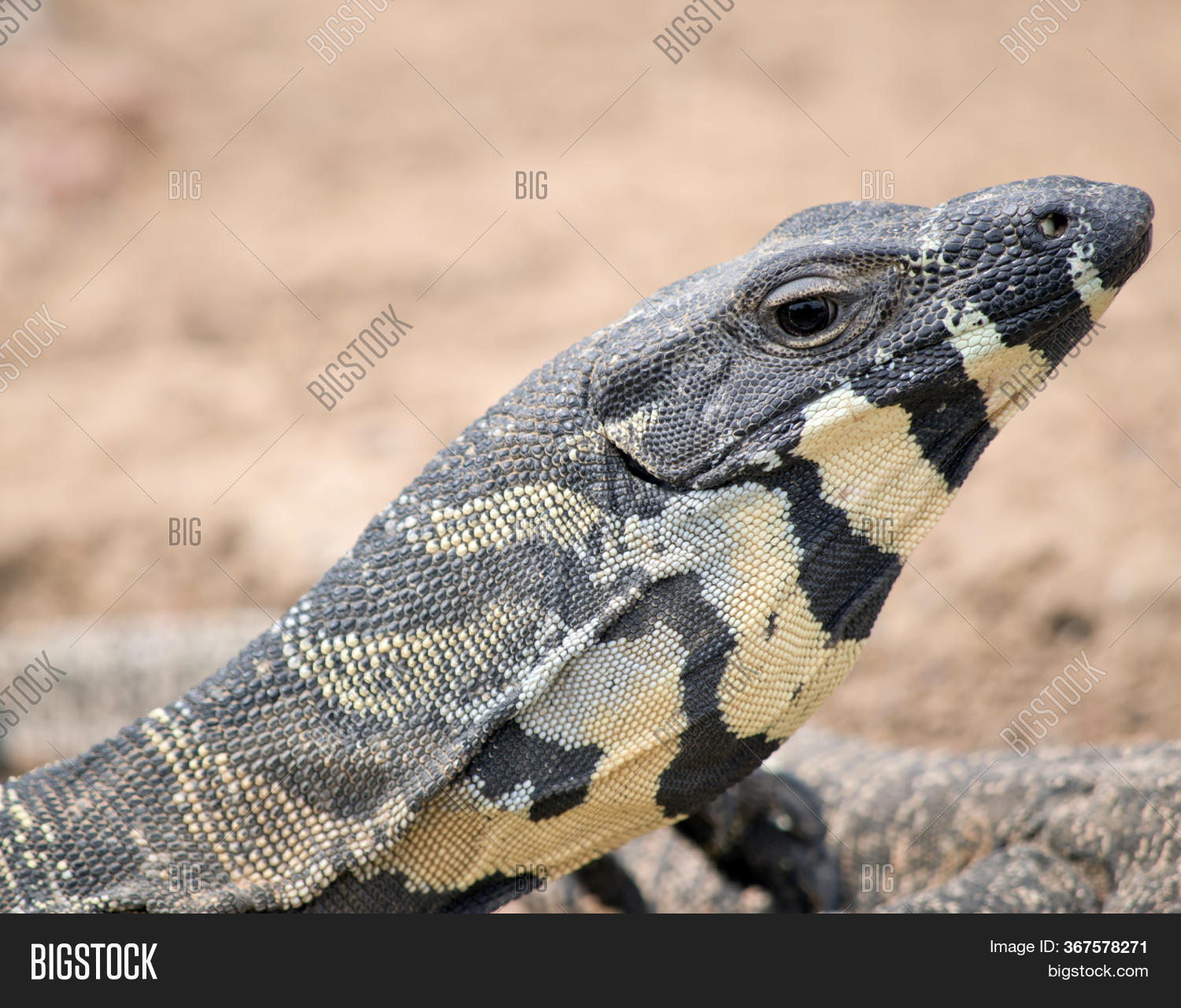 This Side View Alace Image & Photo (Free Trial) | Bigstock
