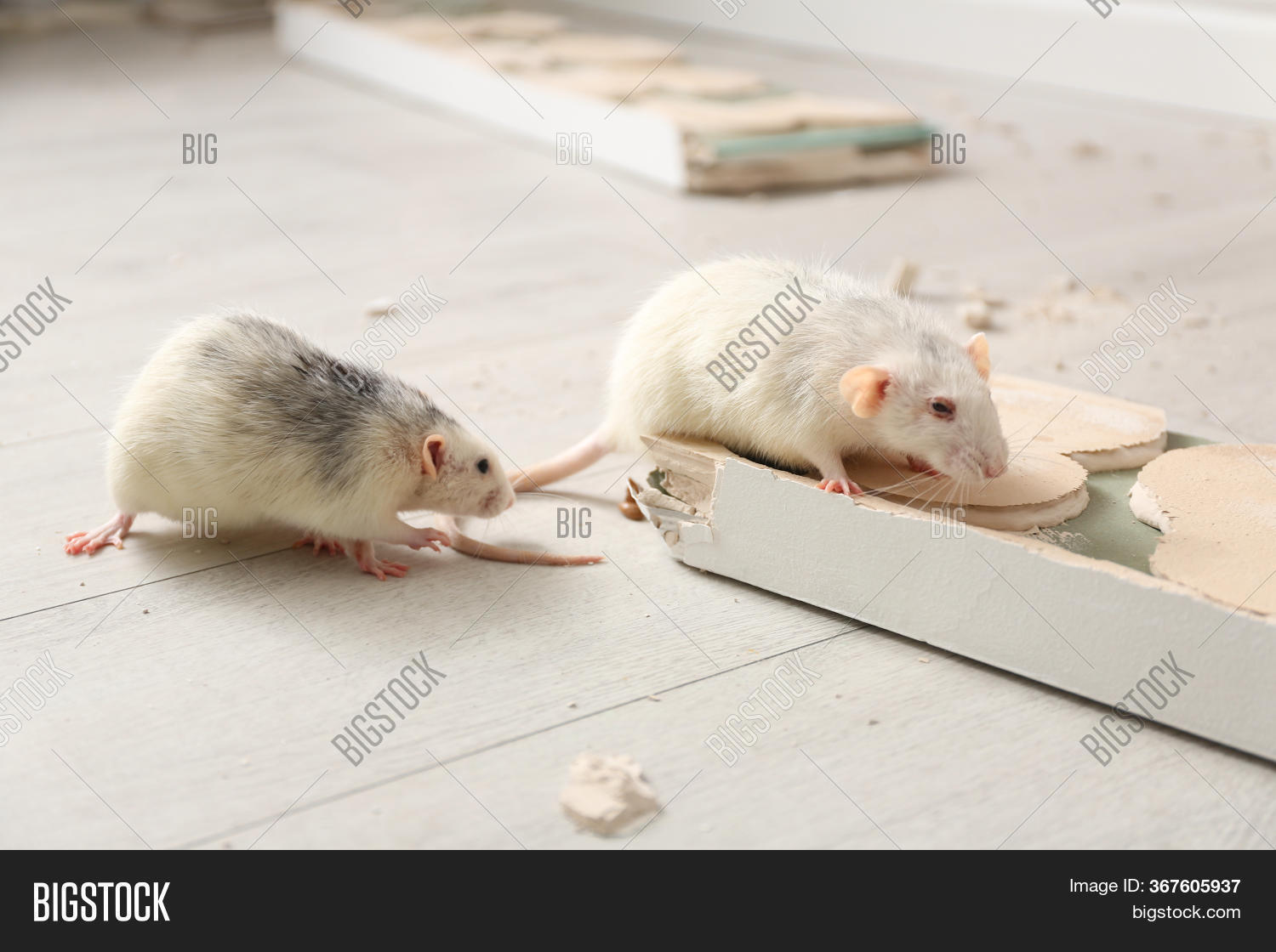 White Rats Gnawing Image & Photo (Free Trial) | Bigstock