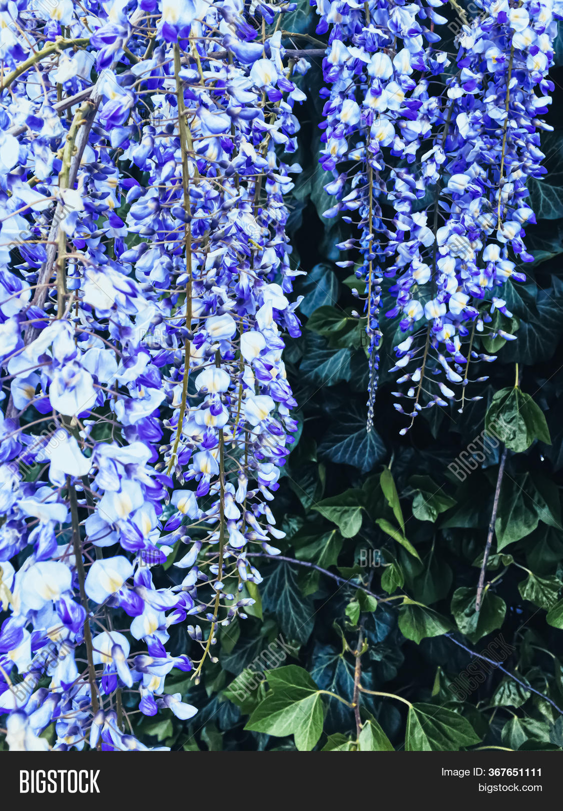 Blue Wisteria Flowers Image & Photo (Free Trial) Bigstock