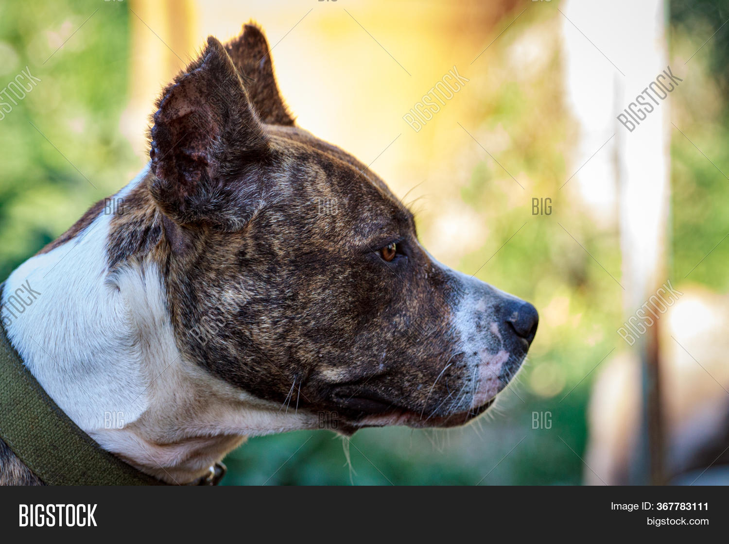 evil dog muzzle