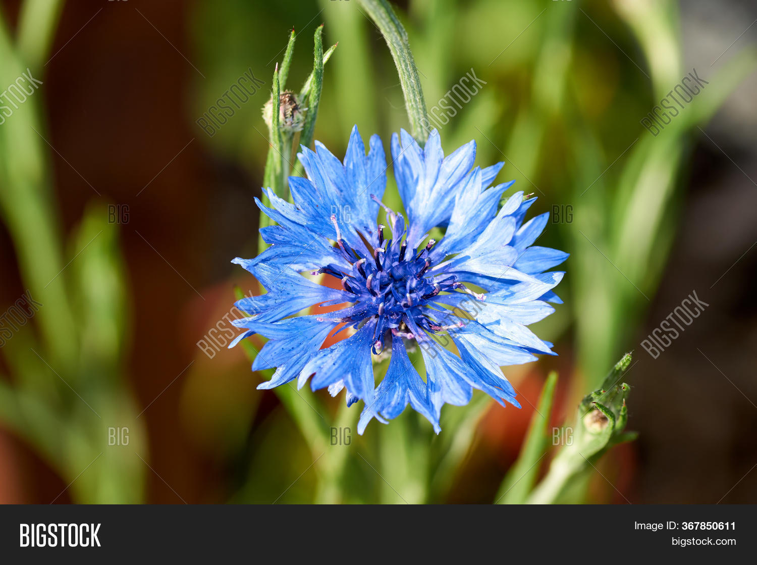 Blue Cornflower Flower Image & Photo (Free Trial) Bigstock
