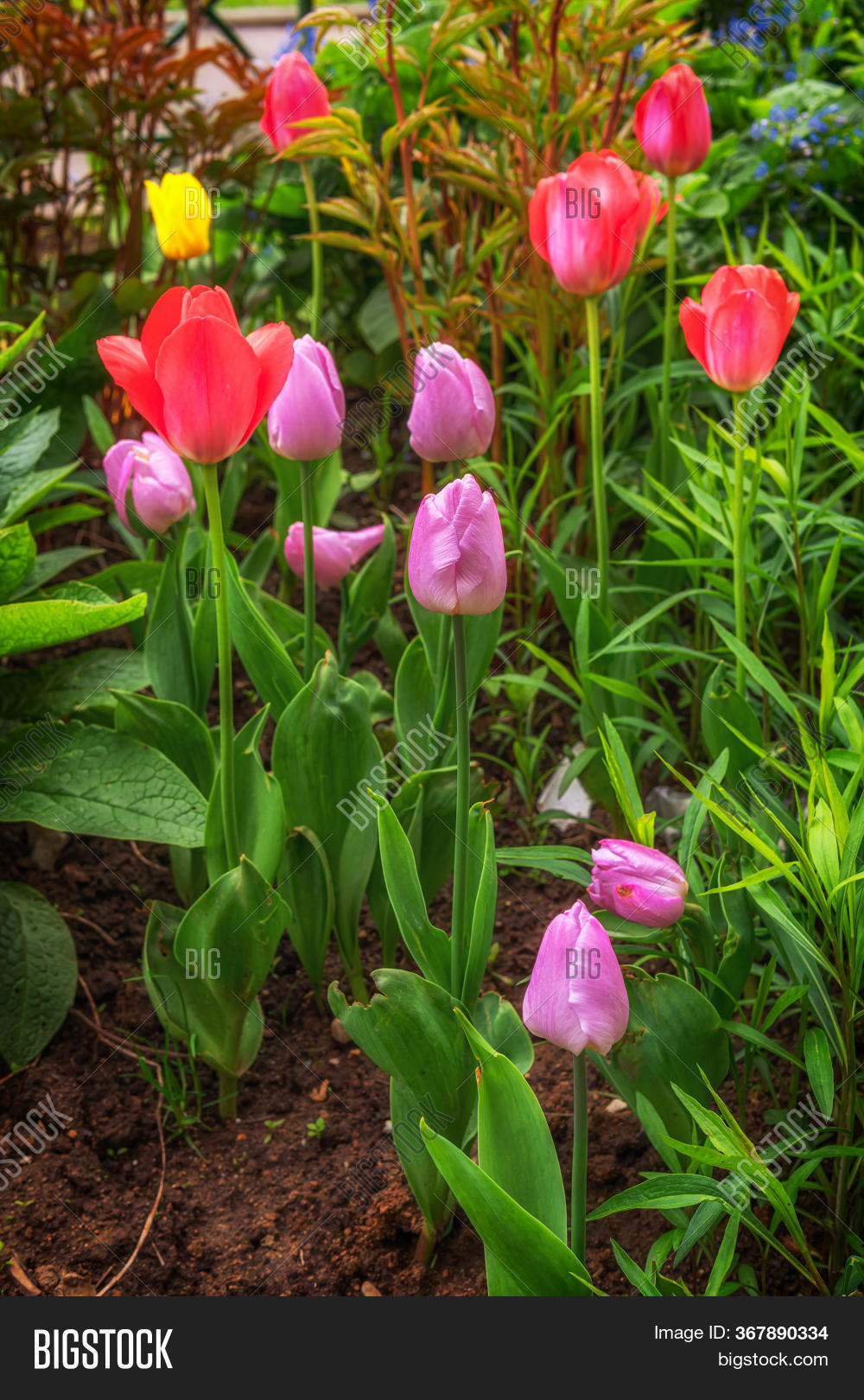 Tulips Growing Ground Image & Photo (Free Trial) Bigstock