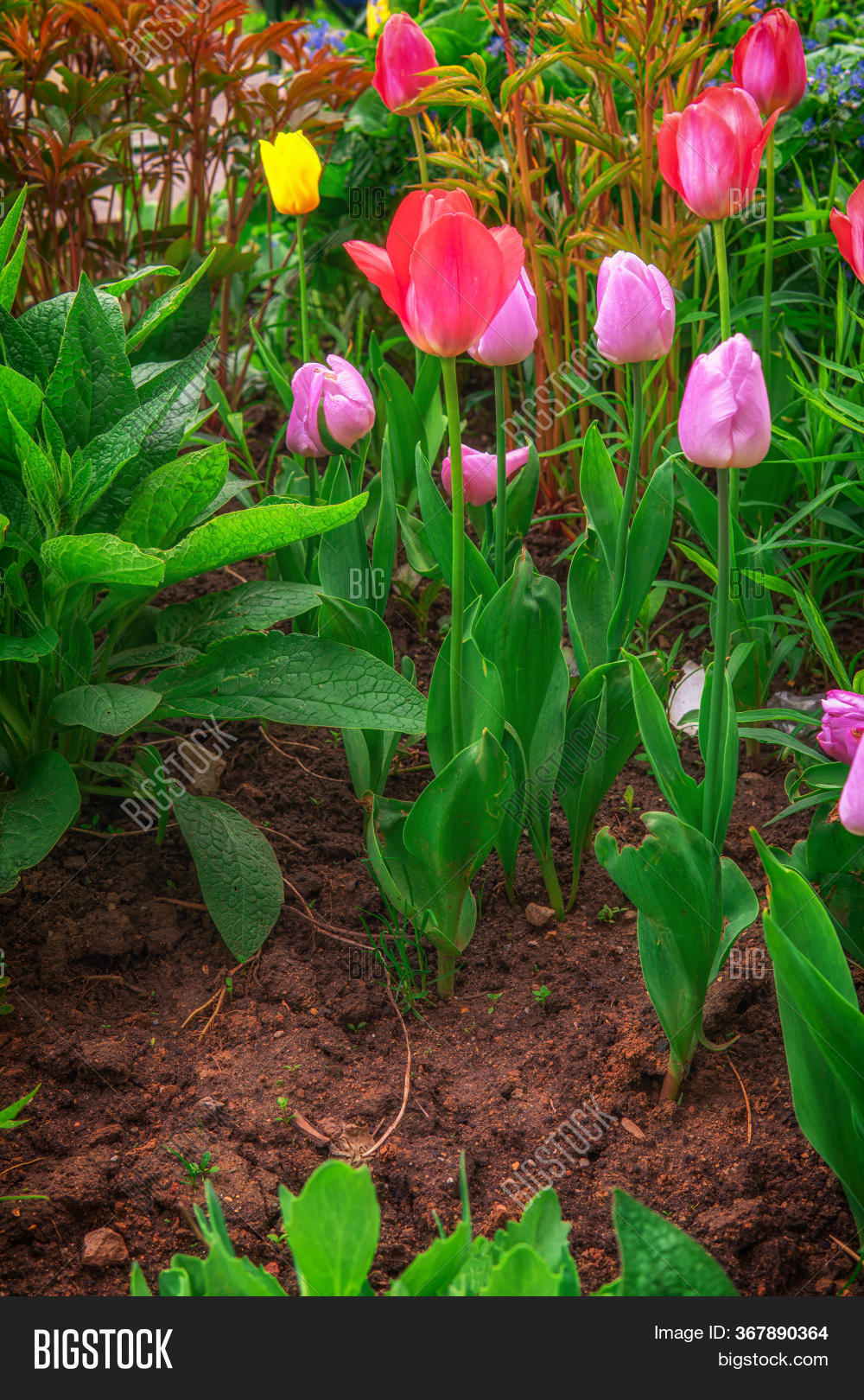 Tulips Growing Ground Image & Photo (Free Trial) Bigstock