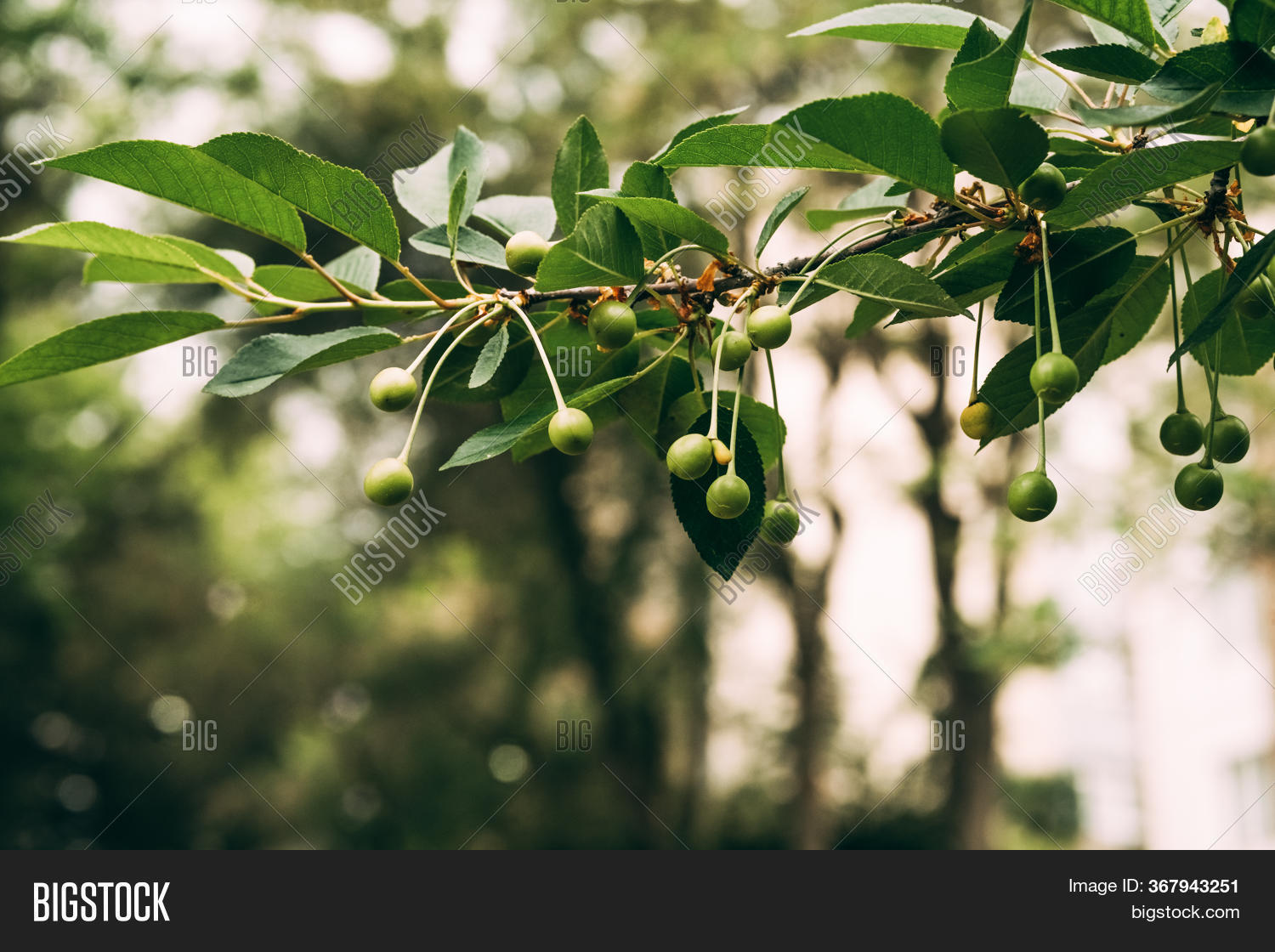 Unripe Green Cherry Image & Photo (Free Trial) Bigstock