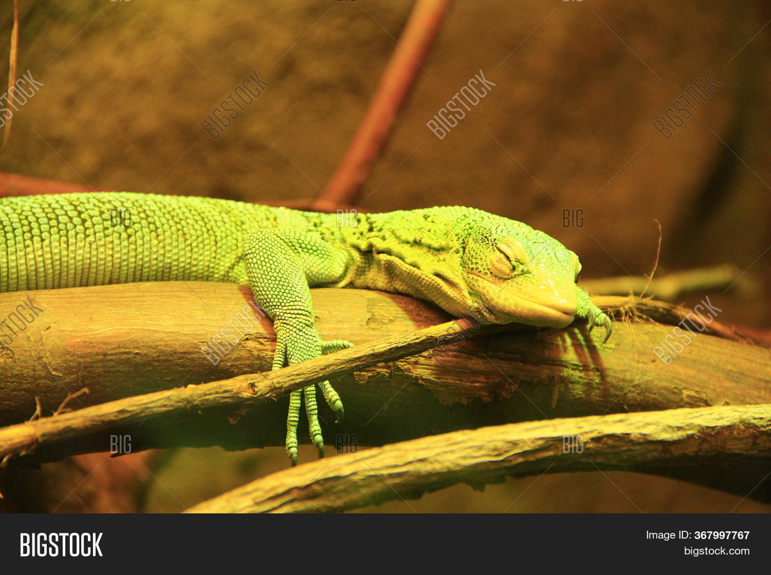 Green Lizard Lying On Image & Photo (Free Trial) Bigstock