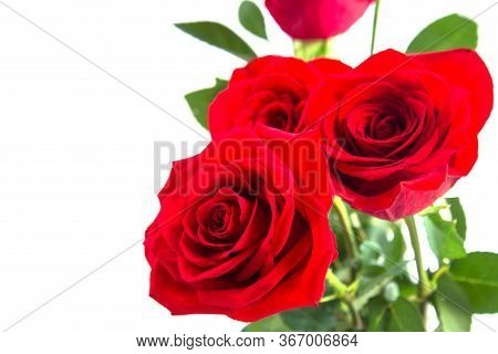 Red Rose Close-up. Spa Concept. Spa Treatment With A Red Flower