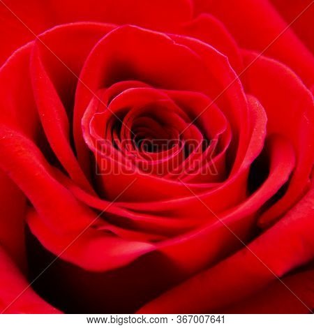 Red Rose Close-up. Spa Concept. Spa Treatment With A Red Flower