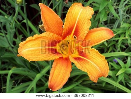 Yellow-orange Lily Flower On A Background Of Green Grass. Close Up. Top View
