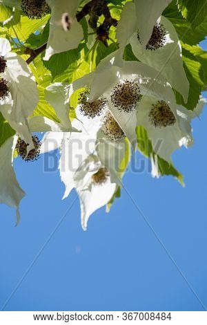 A Picture Of Some Handkerchief Tree   Blooming Against The Blue Sky.     Vancouver Bc Canada