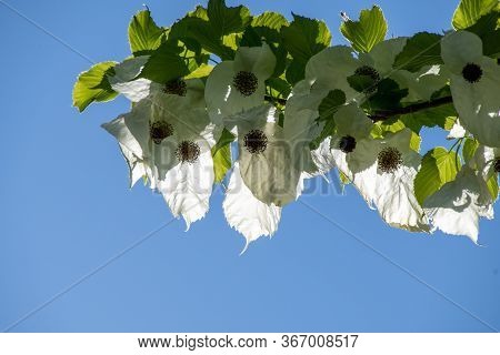 A Picture Of Some Handkerchief Tree   Blooming Against The Blue Sky.     Vancouver Bc Canada