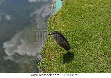 A Croaker Bird On A Green Lawn On A Beach In The Dominican Republic And The Caribbean.