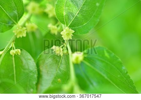 Jojoba Blooming  Tree Flowers