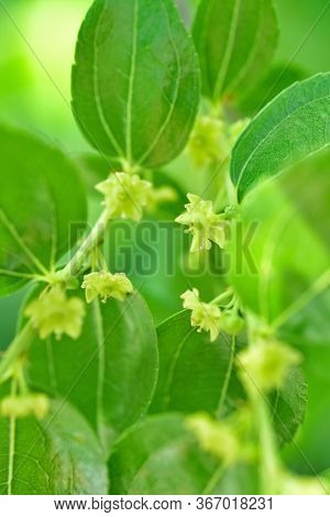 Jojoba Blooming  Tree Flowers