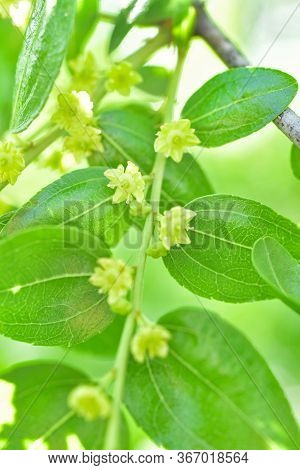 Jojoba Blooming  Tree Flowers