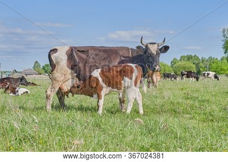 A Herd Of Cows Grazes In A Pasture. The Calf Sucks Milk From The Nipple Of The Cows Udder. Close Up.