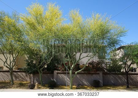 Beautiful Palo Verde Along Xeriscaped Public Street In Phoenix, Az