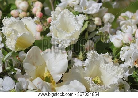 Bouqet Of White Tulips, Spring Beaytiful Flowers