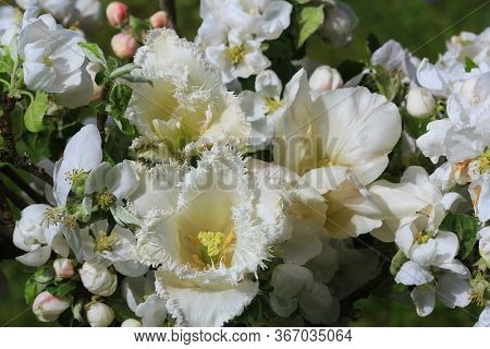 Bouqet Of White Tulips, Spring Beaytiful Flowers