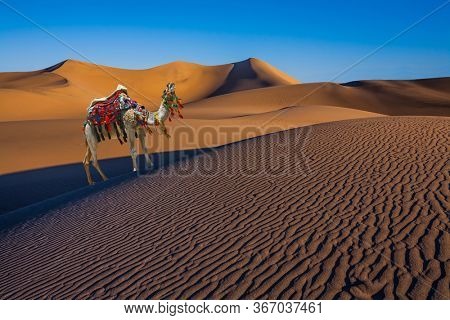 Magnificent one-humped camel - Dromedar. The camel is beautifully decorated for tourists. Magical desert morning. The sand lies in light waves.  The concept of environmental and photo tourism  