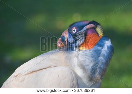 King Vulture (Sarcorhamphus Papa) portrait with green background