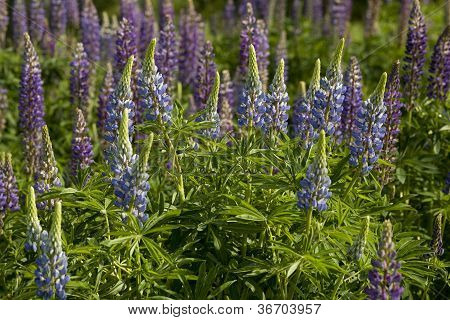 Blaue Lupine