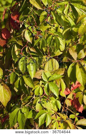 Boston Ivy
