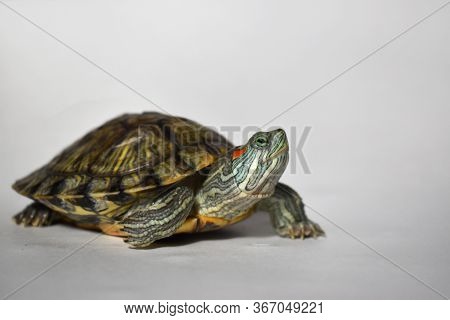 One Red-eared Turtle Looks Into The Frame. World Turtle Day.