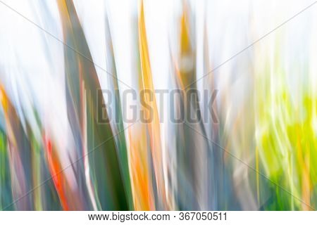 Nature Abstract - Colored Flax Blades Motion Blur.
