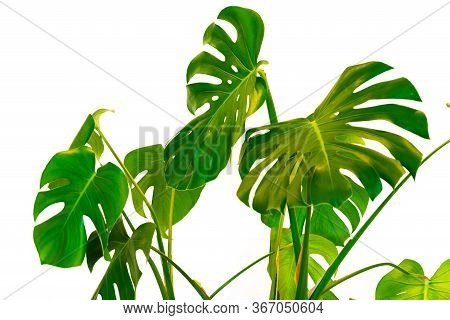 Monstera  Green Leaves And Stems In Casual Fashion Selective Soft On White Pot Isolated On White Bac
