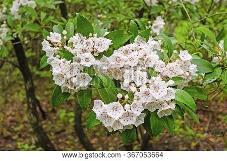 Mountain Laurel Blooming In The Spring Along The Blue Ridge Parkway In North Carolina