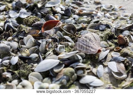 Beautiful Pattern With Small Seashells, Kinburn Foreland Shore, Black Sea, Ukraine