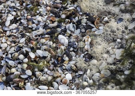 Beautiful Pattern With Small Seashells, Kinburn Foreland Shore, Black Sea, Ukraine