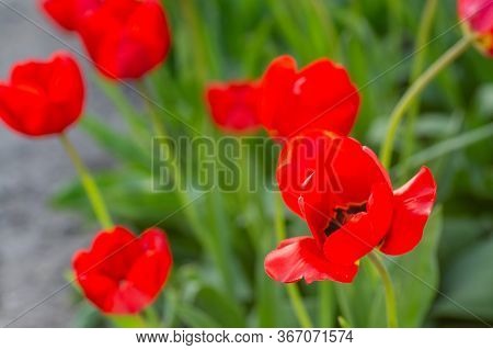 Beautiful Bright Red Tulips In The Photo With A Blurred Background And Soft Focus Trick For Greeting