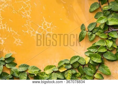 Yellow Concrete Plaster Cracked Wall. Background With The Diagonal Branch And Green Leaves