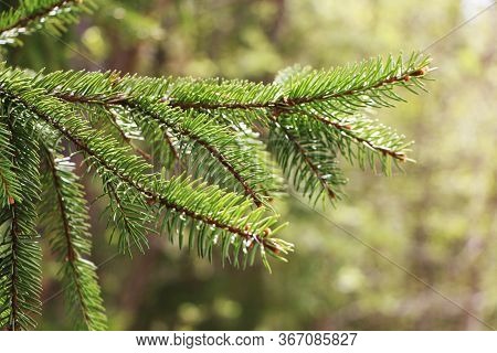 Spring Landscape Of Trees Against The Sky. View From The Bottom.