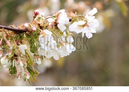 Beautiful Sakura Flower In Bloom After Rain, With A Branch On A Green Background For The Spring Seas