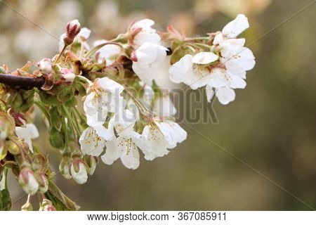 Beautiful Sakura Flower In Bloom After Rain, With A Branch On A Green Background For The Spring Seas