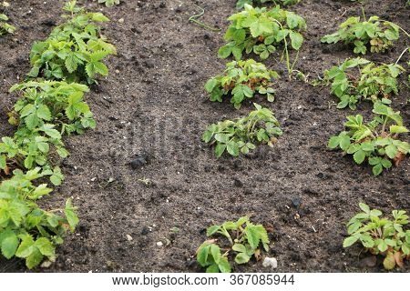 Strawberry Bush In The Garden. Green Strawberry Leaves. Growing Strawberries. New Crop Of Fresh Stra