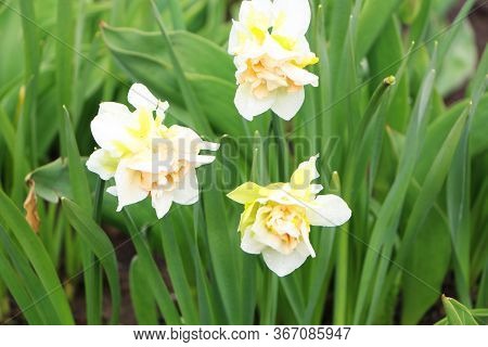 Close-up Of Beautiful Flowers With Green Leaves In The Garden. Beautiful Blossom In Spring Under The